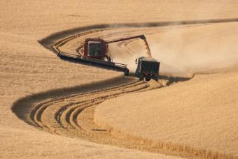 Україна стала найбільшим імпортером пшениці в ЄС