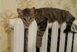 В Киеве понизят тарифы на отопление и горячую воду