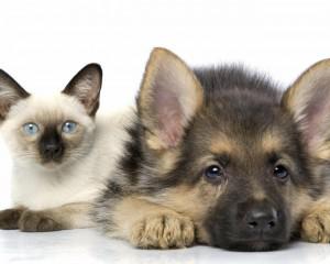 European Convention for protection of pets ratified