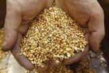 Видобуток золота на Чукотці за дев&#039;ять місяців впала на 12% - до 22,5 тон