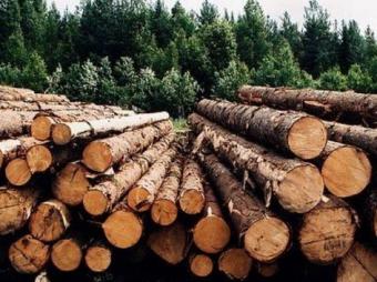 Ми не повинні сліпо виконувати вимоги Євросоюзу щодо експорту деревини, – Борейко